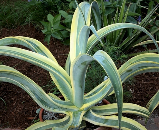 Image of Agave vilmoriniana 'Stained Glass' taken at Juniper Level Botanic Gdn, NC by JLBG