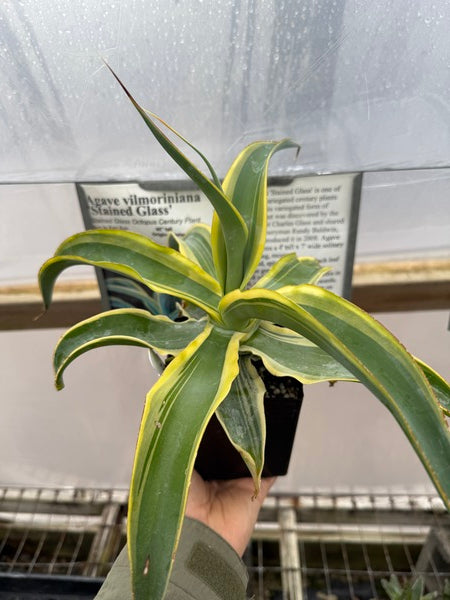 Learn about Agave vilmoriniana 'Stained Glass' | Stained Glass