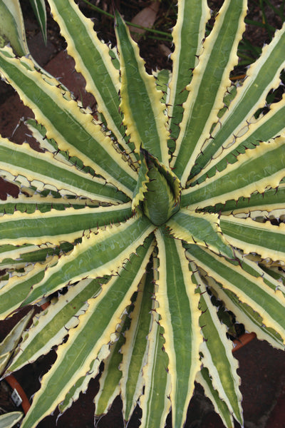 Learn about Agave xylonacantha 'Frostbite' | Frostbite Century Plant