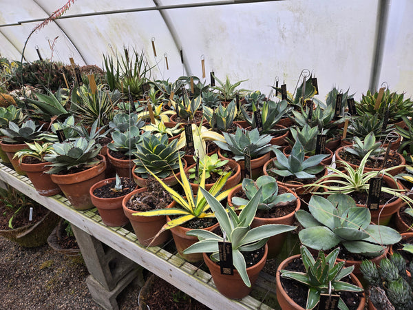 desert plants for pots Build Your Own Desert Container Garden