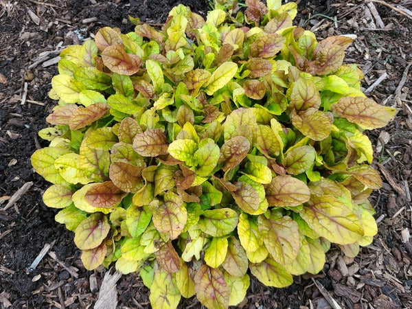 Image of Ajuga 'Parrot Paradise'  taken at Juniper Level Botanic Gdn, NC by JLBG