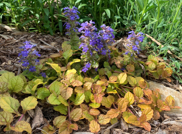 Image of Ajuga 'Parrot Paradise'  taken at Juniper Level Botanic Gdn, NC by C. Hardison