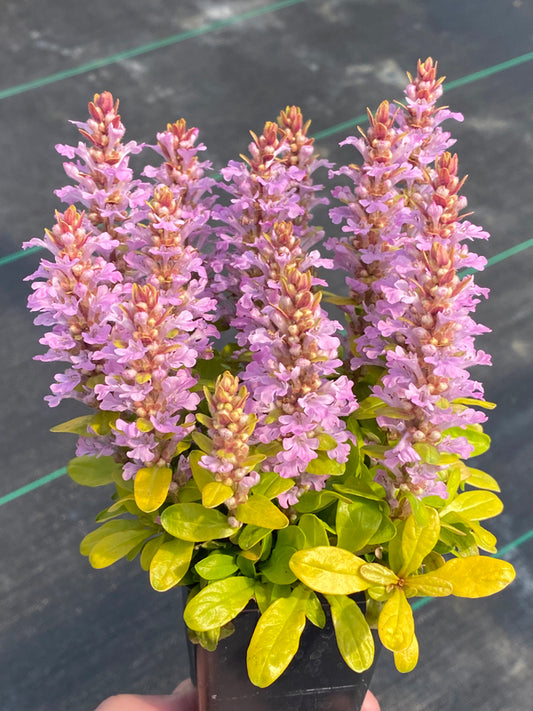 Image of Ajuga 'Raspberry Wren' PPAF taken at Garden Solutions by Garden Solutions