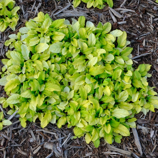 Image of Ajuga 'Tropical Toucan'  taken at Juniper Level Botanic Gdn, NC by JLBG