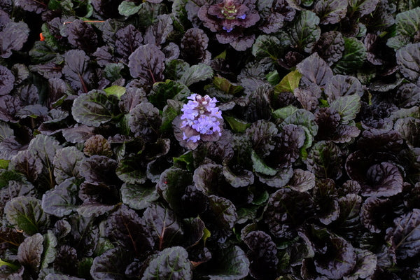 Image of Ajuga reptans 'Black Scallop'  taken at Juniper Level Botanic Gdn, NC by JLBG