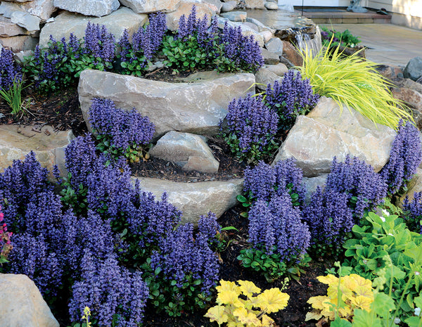 Image of Ajuga tenorei 'Blueberry Muffin' PP 22,092 taken at Terra Nova Nurseries, OR by Terra Nova Nurseries