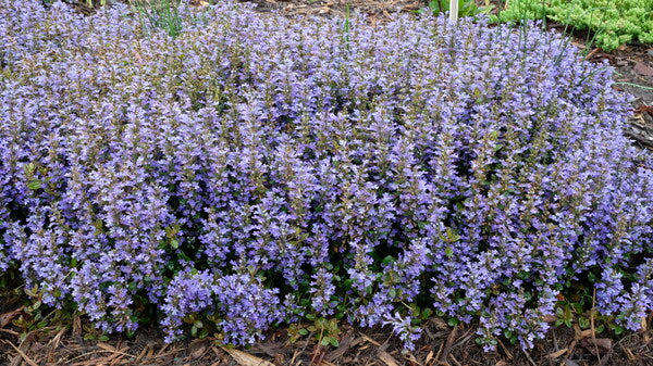 Image of Ajuga tenorei 'Blueberry Muffin' PP 22,092 taken at Juniper Level Botanic Gdn, NC by JLBG