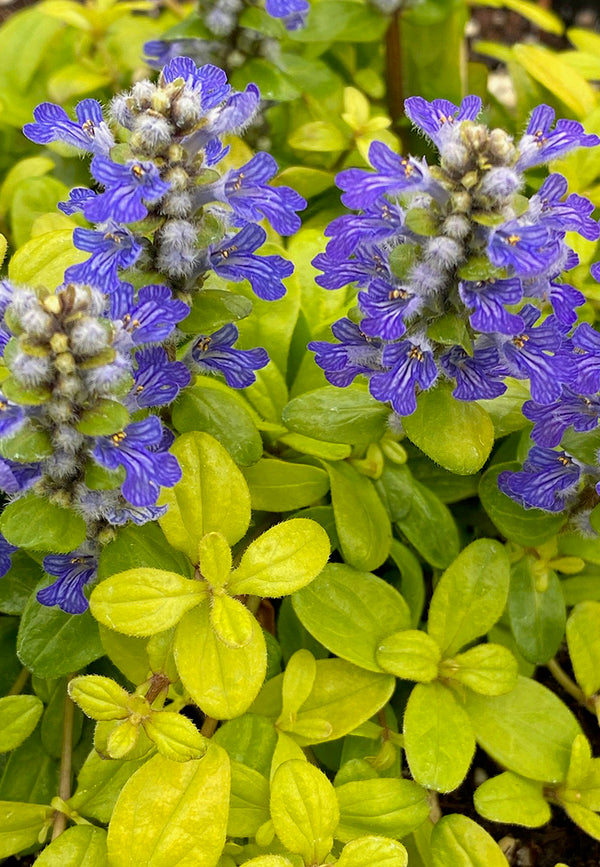 Image of Ajuga tenorei 'Cordial Canary' PPAF taken at Garden Solutions by Garden Solutions