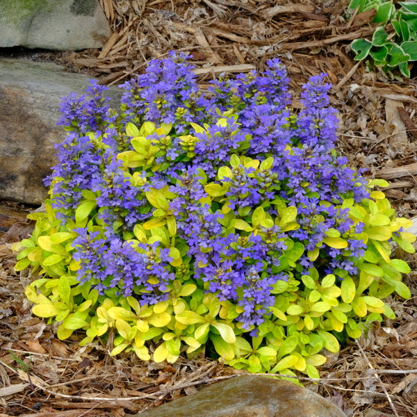 Ajuga tenorei Cordial Canary