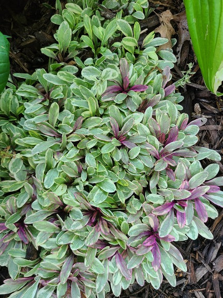 Image of Ajuga tenorei 'Princess Nadia' PP 31,028 taken at Schwartz Gdn, MI by JLBG