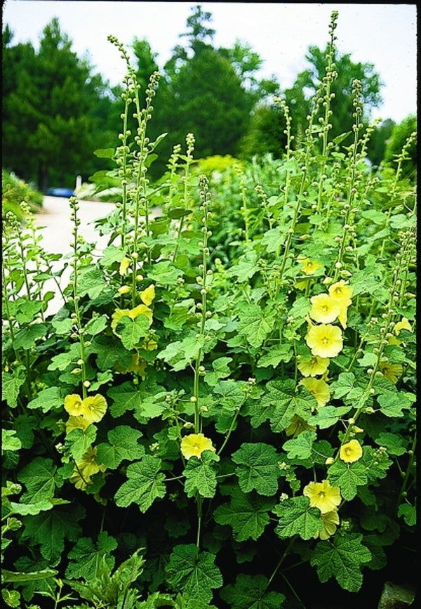 Image of Alcea rugosa taken at Juniper Level Botanic Gdn, NC by JLBG
