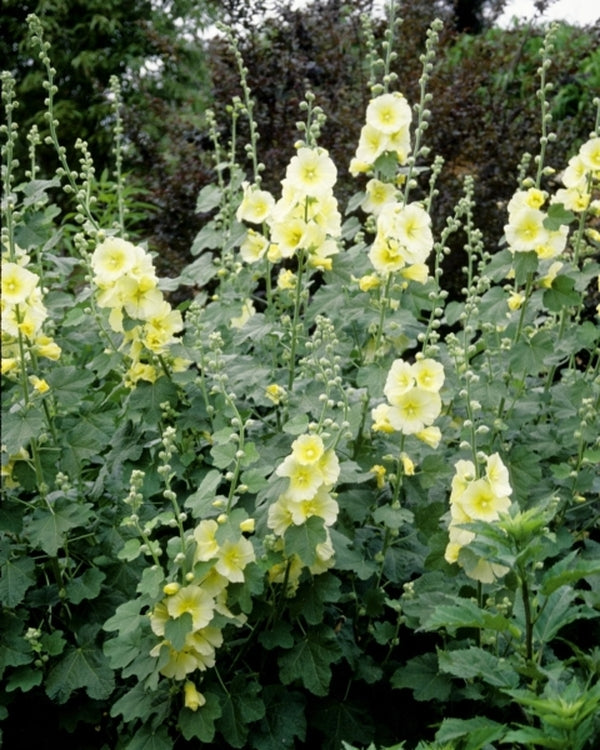 Image of Alcea rugosa taken at Juniper Level Botanic Gdn, NC by JLBG