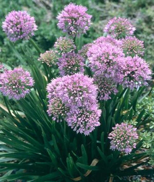 Image of Allium 'Millenium' taken at Juniper Level Botanic Gdn, NC by JLBG