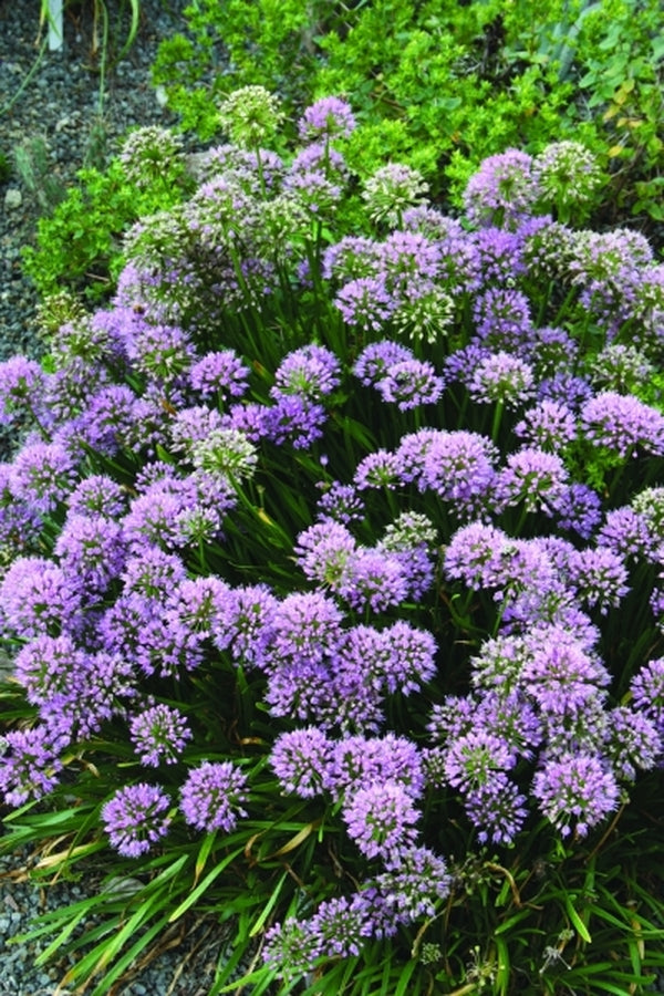Image of Allium 'Millenium' taken at Juniper Level Botanic Gdn, NC by JLBG