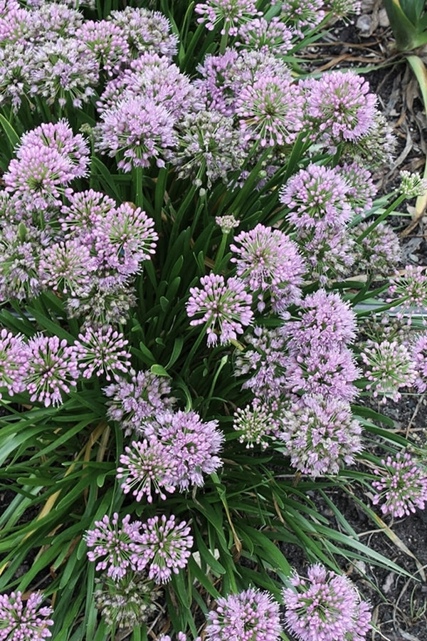 Plant Delights Allium Millenium