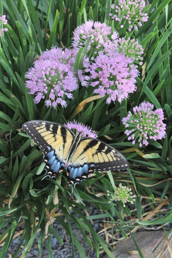 Image of Allium 'Millenium' taken at Juniper Level Botanic Gdn, NC by JLBG