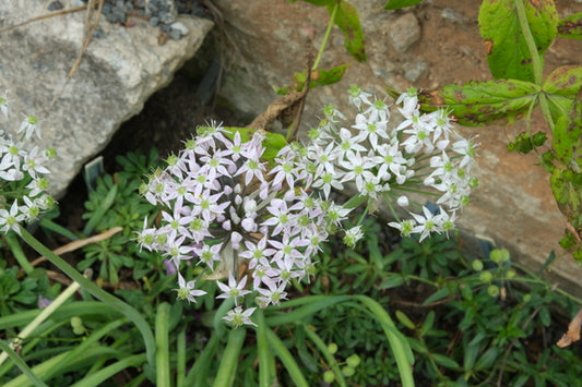 Image of Allium keeverae 'Rocky Face' taken at Juniper Level Botanic Gdn, NC by JLBG