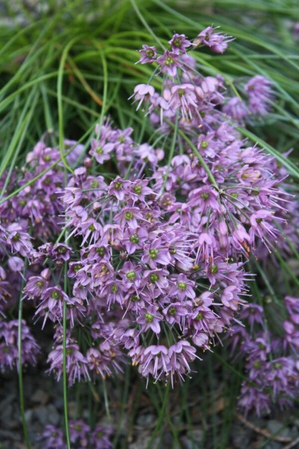 Image of Allium kiiense taken at Juniper Level Botanic Gdn, NC by JLBG