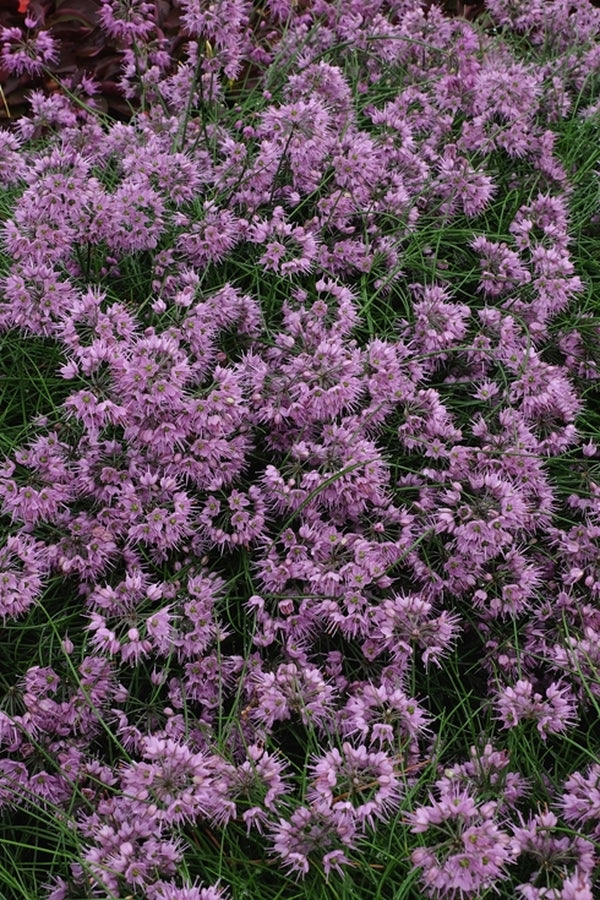 Image of Allium kiiense