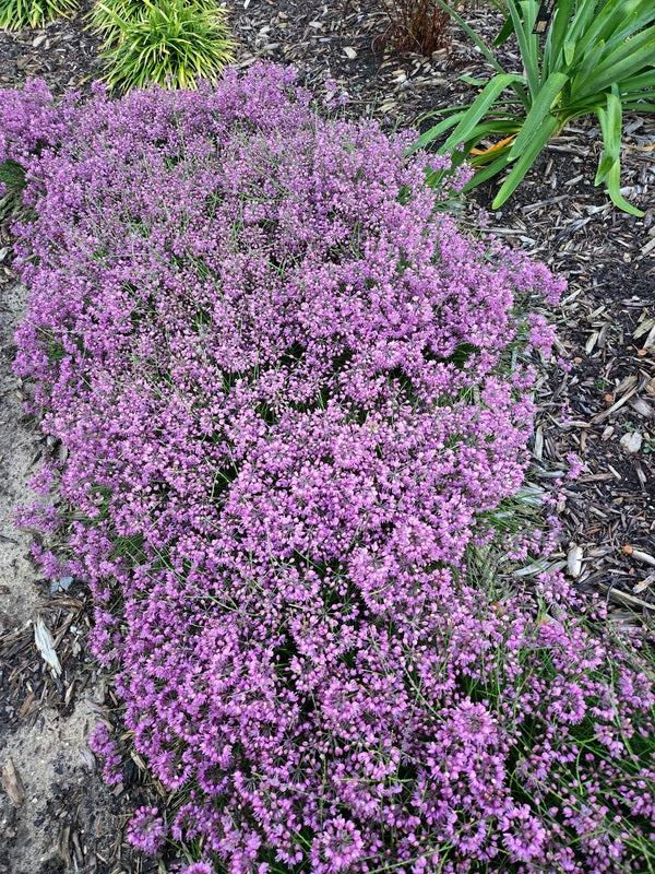 Allium kiiense