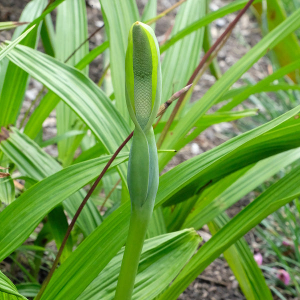 Image of Alocasia 'Architexture' taken at Juniper Level Botanic Gdn, NC by JLBG