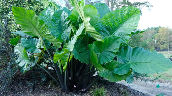 Image of Alocasia 'Dark Star' PP 29,870 taken at Juniper Level Botanic Gdn, NC by JLBG
