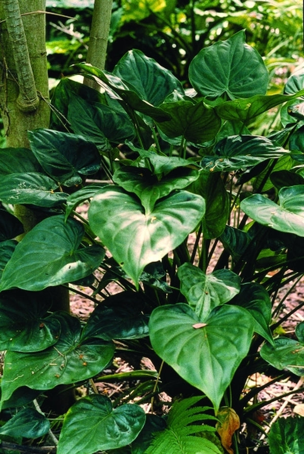 dwarf elephant ear plant Alocasia cucullata