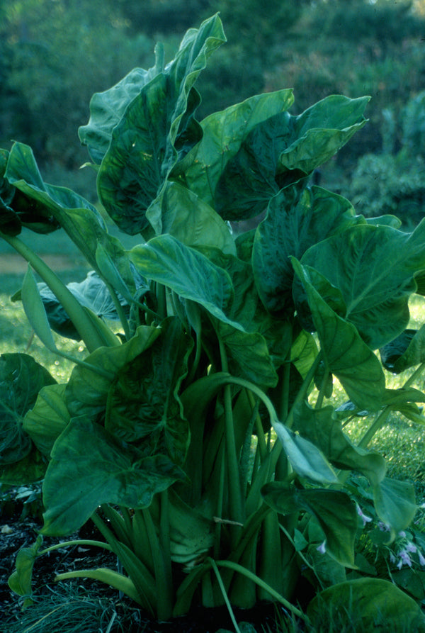 Image of Alocasia cucullata taken at Juniper Level Botanic Gdn, NC by JLBG