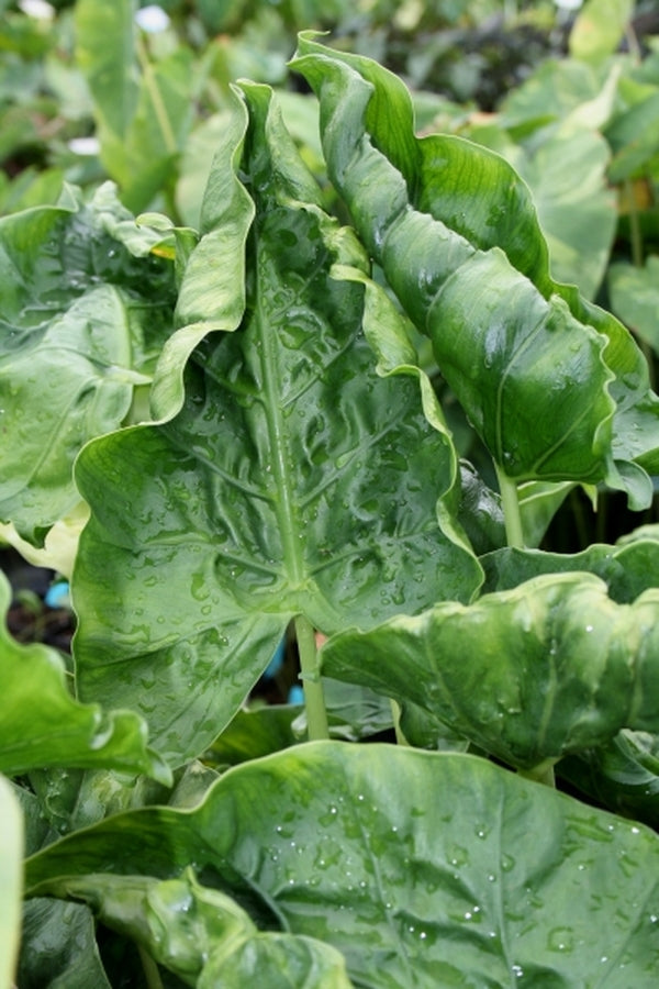 Image of Alocasia macrorrhizos 'Shock Treatment' taken at Juniper Level Botanic Gdn, NC by JLBG