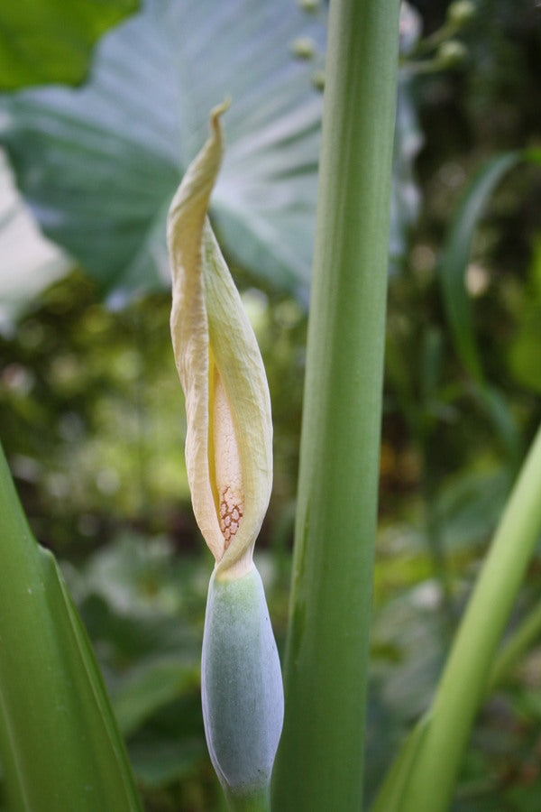 Image of Alocasia macrorrhizos taken at Juniper Level Botanic Gdn, NC by JLBG