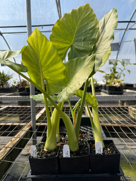 big elephant ears plants Alocasia Odora (Upright) Macrorrhiza - 1 bulb