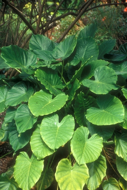 Image of Alocasia odora taken at Juniper Level Botanic Gdn, NC by JLBG