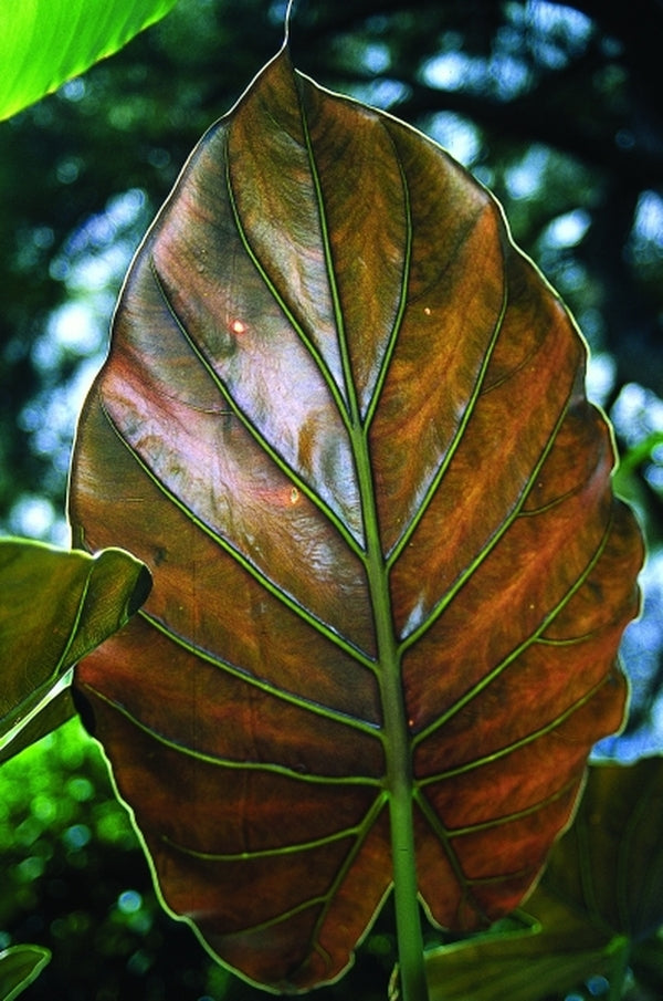 Image of Alocasia wentii taken at Juniper Level Botanic Gdn, NC by JLBG