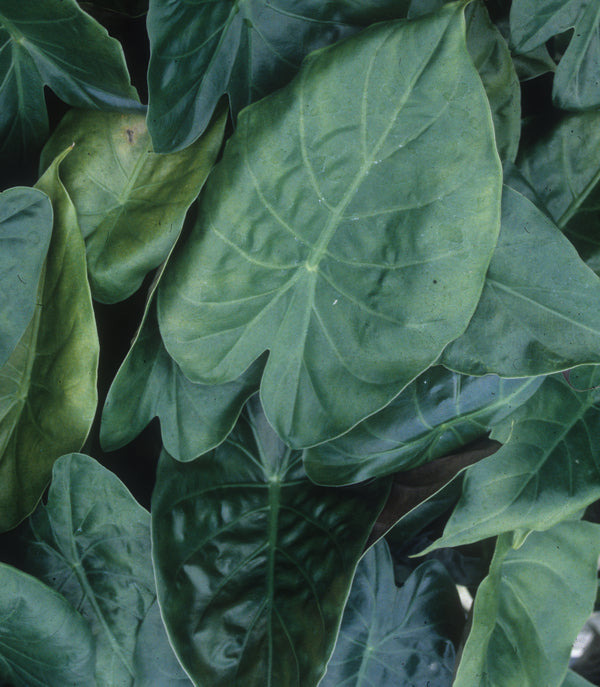 Image of Alocasia wentii taken at Juniper Level Botanic Gdn, NC by JLBG