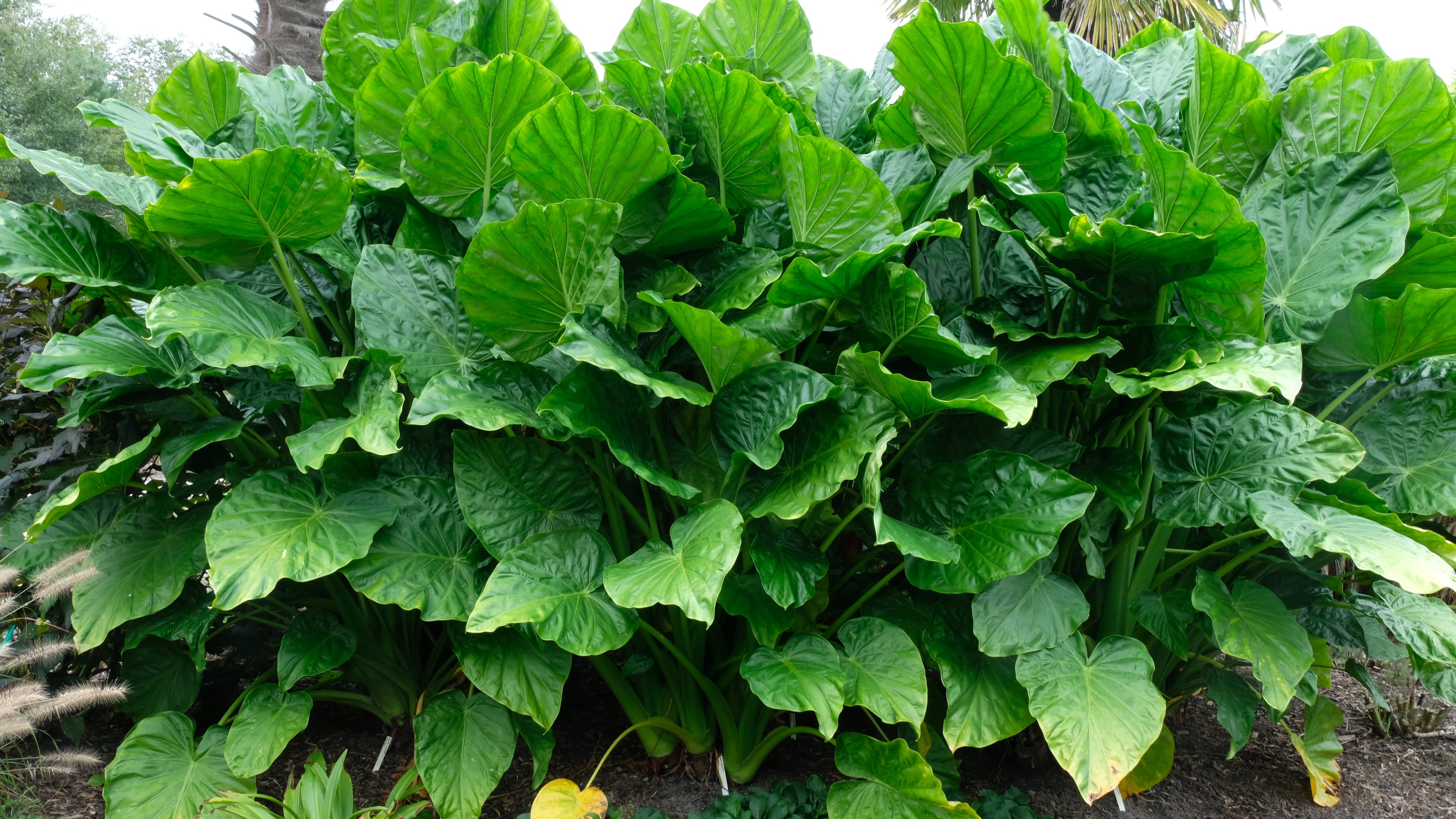 Perennial Garden Plants, Online Nursery Plant Delights Nursery