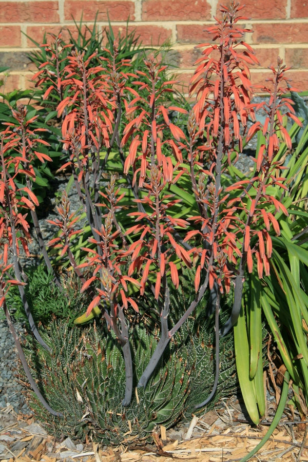 Image of Aloe aristata taken at Juniper Level Botanic Gdn, NC by JLBG