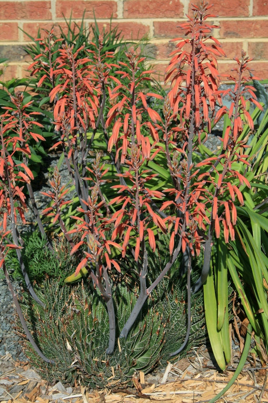 Image of Aloe aristata taken at Juniper Level Botanic Gdn, NC by JLBG