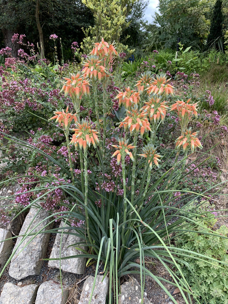 Learn about Aloe cooperi | Cooper's Hardy Grass Aloe