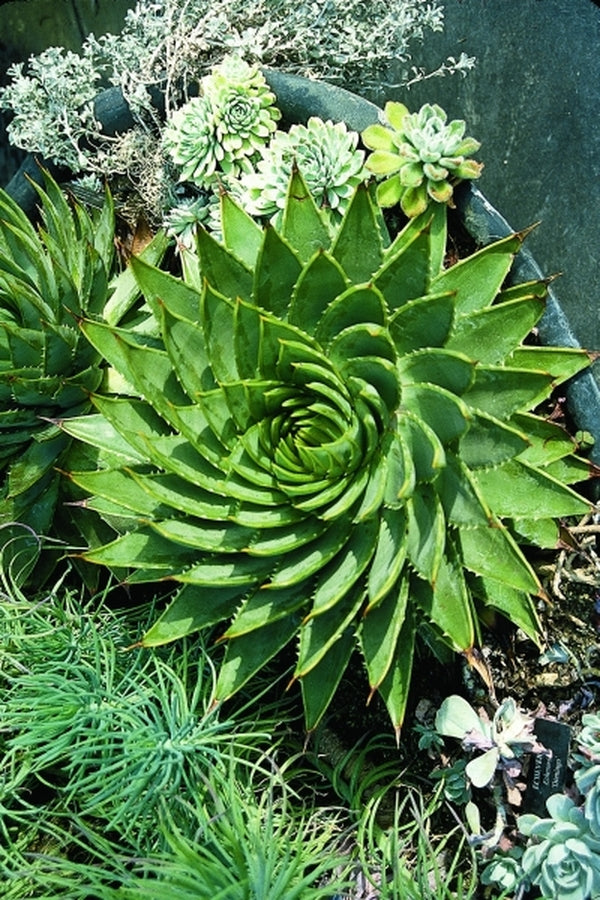 Image of Aloe polyphylla taken at Longwood Gdns, PA by J. Roethling