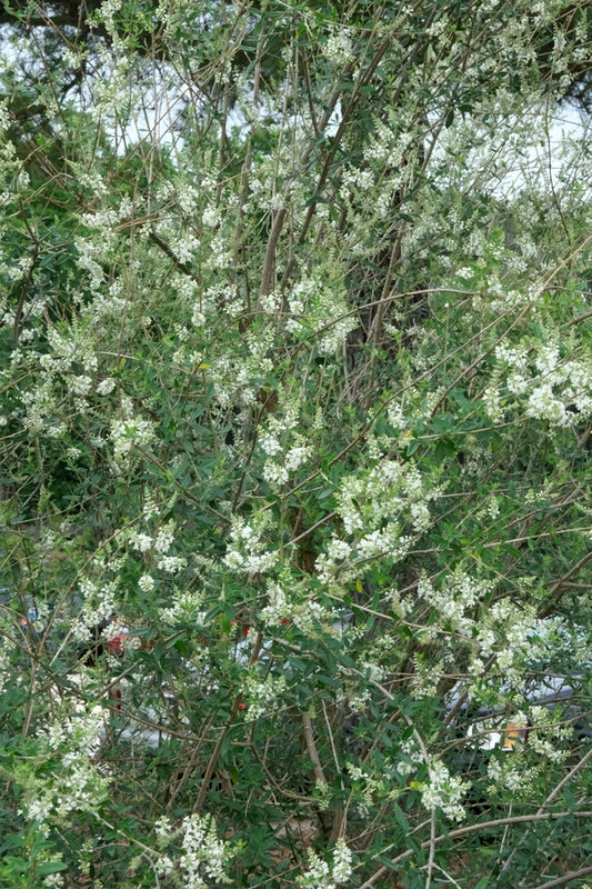 Image of Aloysia gratissima 'Punky Brewster' taken at Juniper Level Botanic Gdn, NC by JLBG
