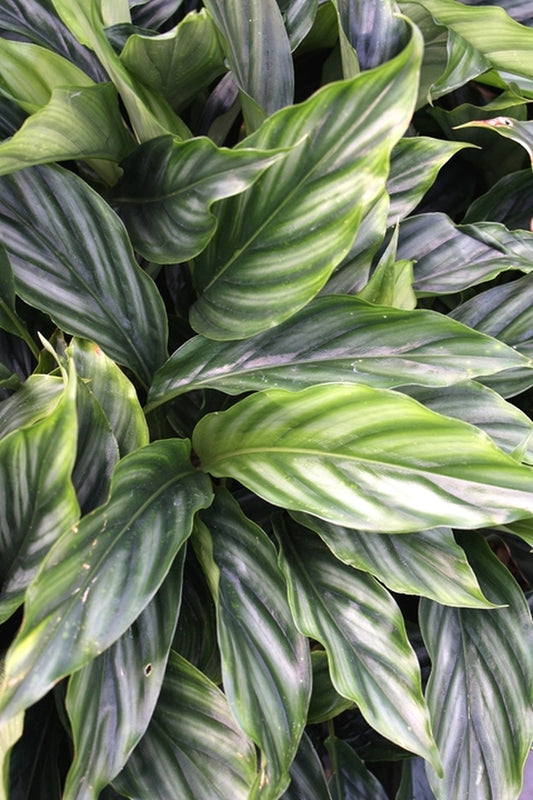 Image of Alpinia pumila