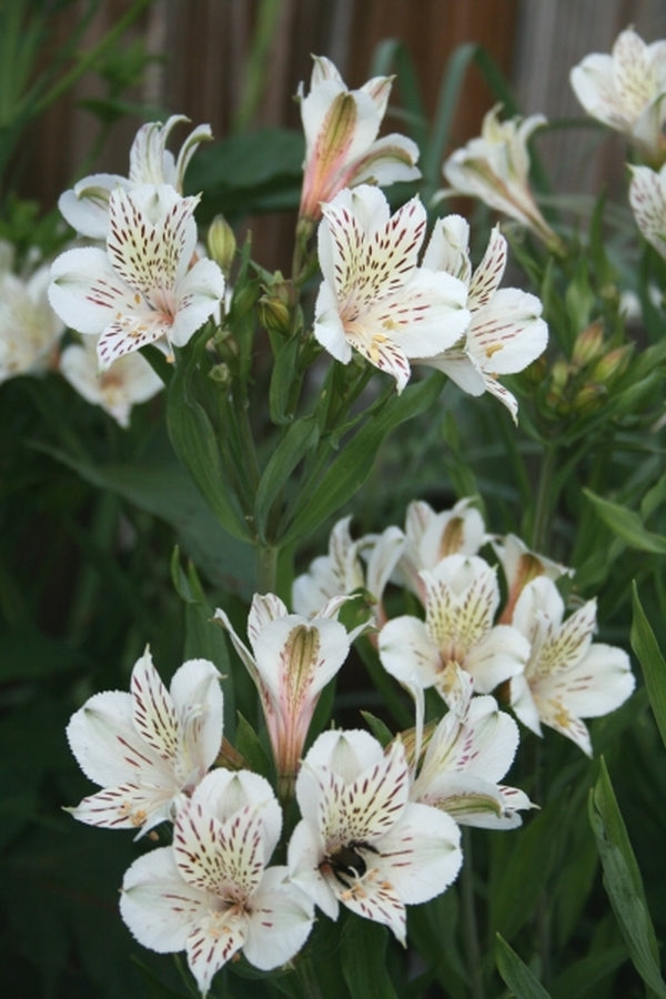 Image of Alstroemeria 'Casablanca' taken at Juniper Level Botanic Gdn, NC by JLBG
