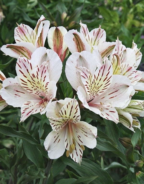 white princess lily Alstroemeria Casablanca
