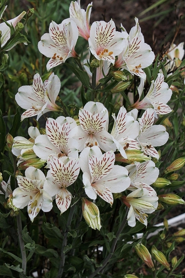 Image of Alstroemeria 'Casablanca' taken at Juniper Level Botanic Gdn, NC by JLBG