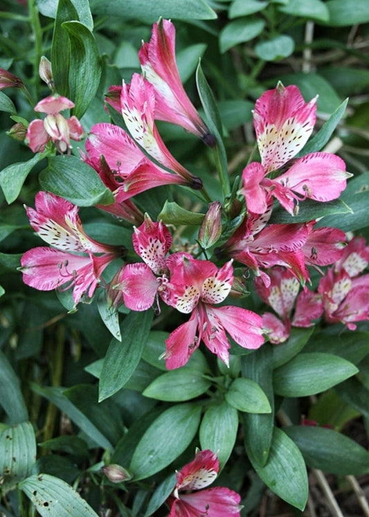 Image of Alstroemeria 'Freedom' taken at Juniper Level Botanic Gdn, NC by JLBG