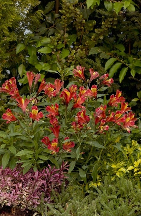 Image of Alstroemeria 'Koadore' PP 15,898 taken at Könst Alstroemeria, Netherlands by Könst Alstroemeria