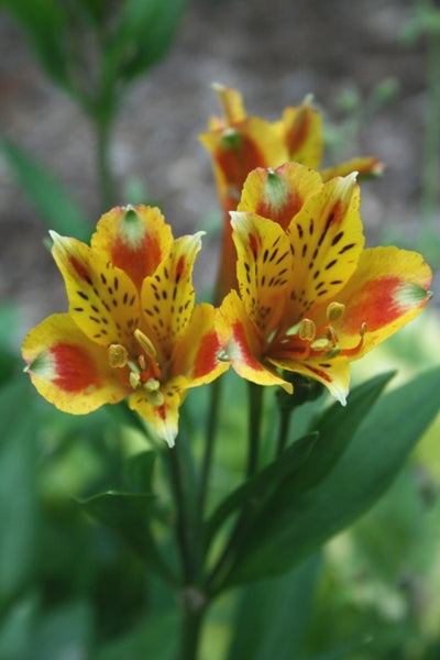 Alstroemeria-Koexotica-PP-