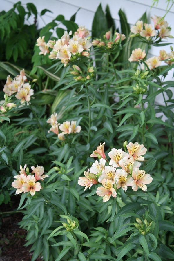 Image of Alstroemeria 'Koice' taken at Juniper Level Botanic Gdn, NC by JLBG