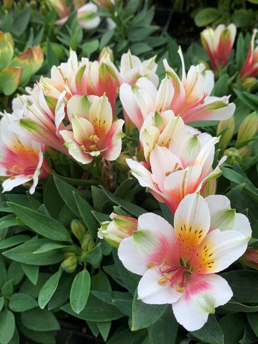 Image of Alstroemeria 'Koncalucky' PP 27,994 taken at Juniper Level Botanic Gdn, NC by C. Hardison