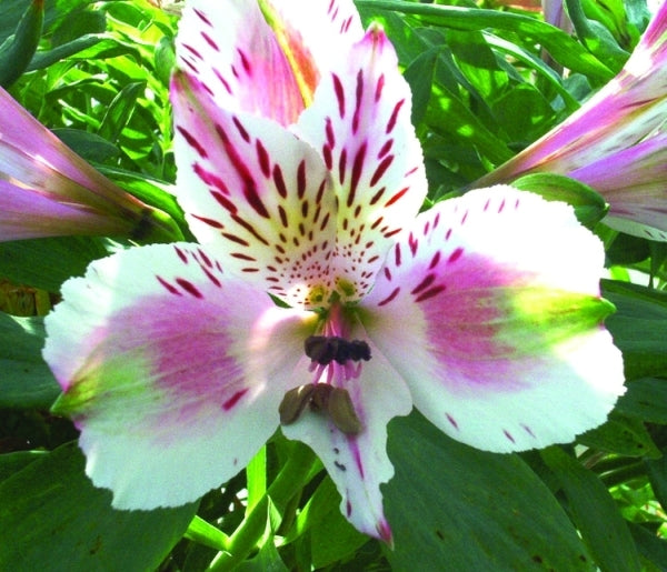 Image of Alstroemeria 'Liberty' PP 9,337 taken at University of Connecticut, CT by Univ. of CT